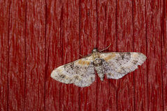 Eupithecia linariata
