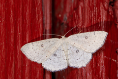 Cyclophora albipunctata