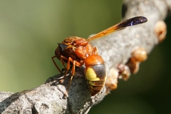 Rhynchium oculatum