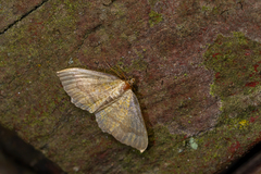 Camptogramma bilineata