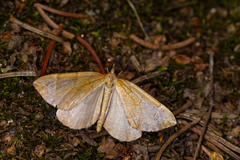 Eulithis testata
