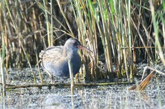 Rallus aquaticus