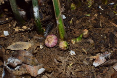 Aspidistra elatior