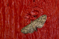 Eupithecia inturbata