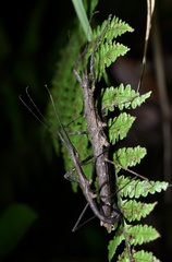 Neohirasea hongkongensis