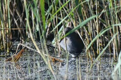 Rallus aquaticus