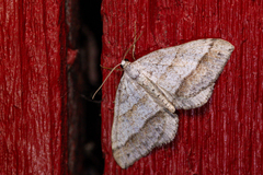 Perizoma parallelolineatum