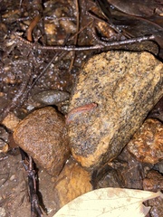 Desmognathus wrighti