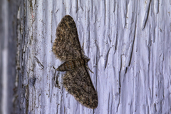 Eupithecia inturbata