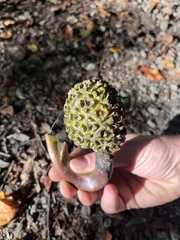 Symplocarpus foetidus