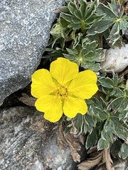 Potentilla concinna