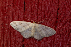 Idaea biselata