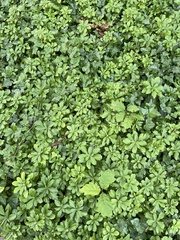 Pachysandra terminalis