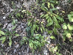 Salvia pentstemonoides