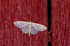 Idaea biselata