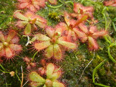 Drosera alba