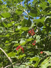 Viburnum opulus
