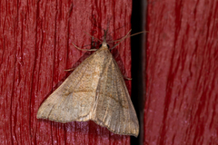 Hypena proboscidalis