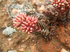 Crassula alpestris