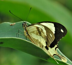 Papilio dardanus cenea