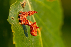 Falcaria lacertinaria