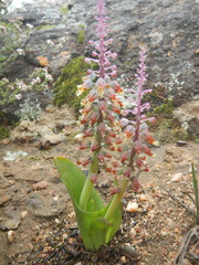 Lachenalia