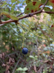 Vaccinium corymbosum