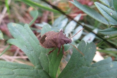 Picromerus bidens