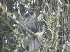 Lipaugus fuscocinereus