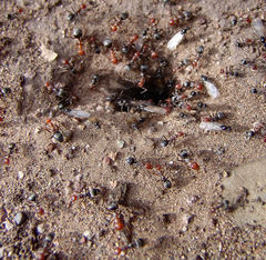 Myrmecocystus mendax