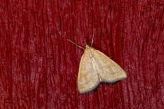 Udea lutealis