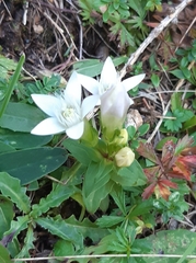 Gentianella