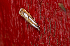 Catoptria permutatellus