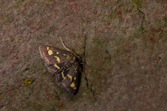 Pyrausta purpuralis