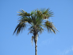 Coccothrinax
