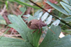Picromerus bidens