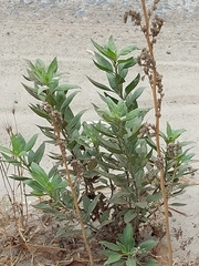 Amaranthus deflexus