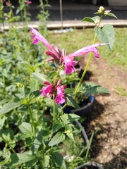 Agastache mexicana