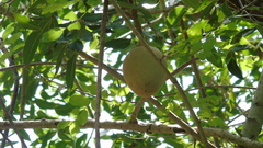 Swietenia macrophylla