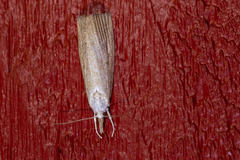 Calamotropha paludella