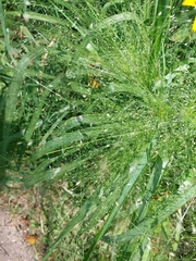 Panicum capillare