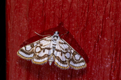 Nymphula nitidulata