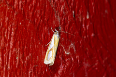 Catoptria pinella