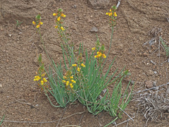 Bulbine frutescens