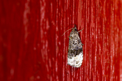 Apotomis betuletana