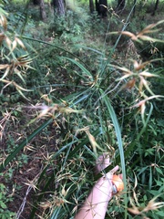 Rhynchospora inundata