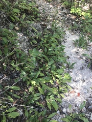 Salvia pentstemonoides