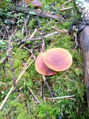 Heimiomyces tenuipes