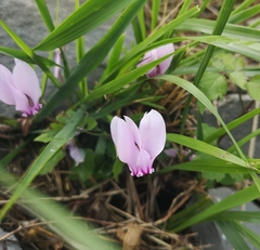 Cyclamen hederifolium