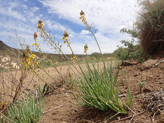 Bulbine frutescens
